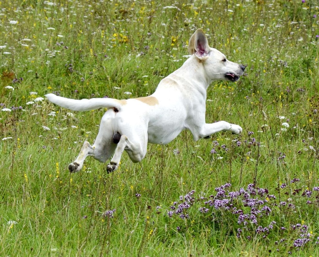 springender Hund